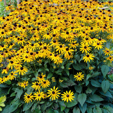 Indian Summer Black-Eyed Susan Rudbeckia planted in the landscape with bold yellow flower featuring brown center