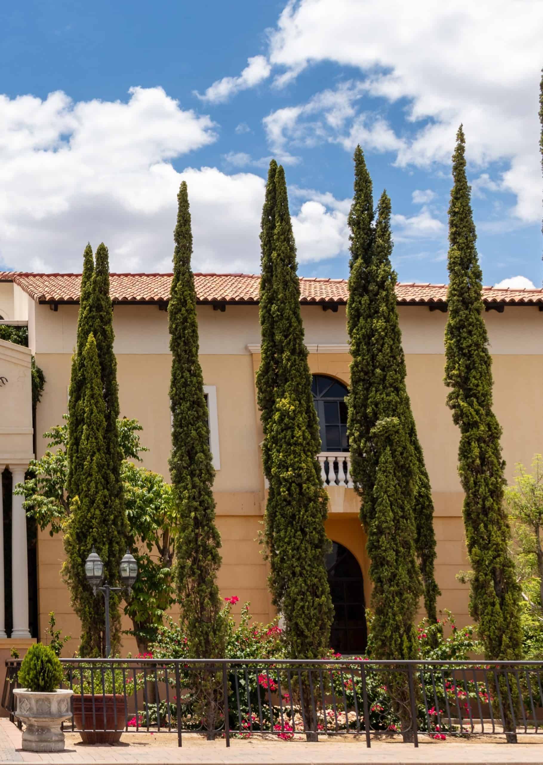 Italian Cypress - Thumbnail 5