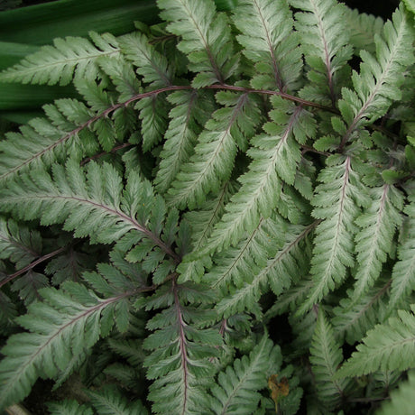 Black Lady Fern with purple stems and painted foliage