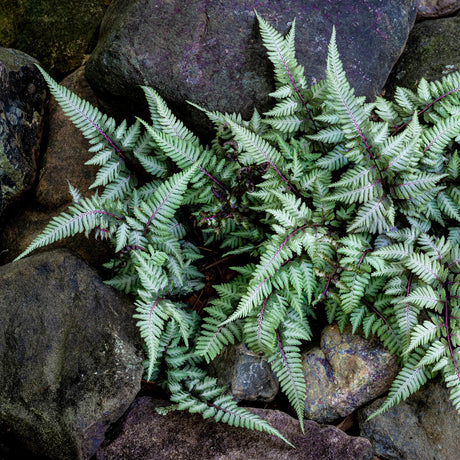 Painted Japanese fern used as a shade plant near rocks