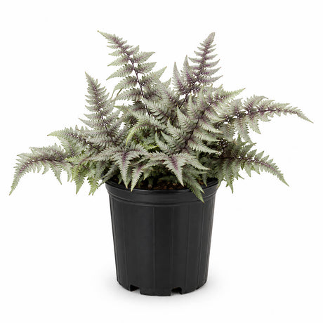 Japanese painted fern with colorful silver green foliage