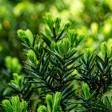 Japanese Yew Podocarpus foliage closeup