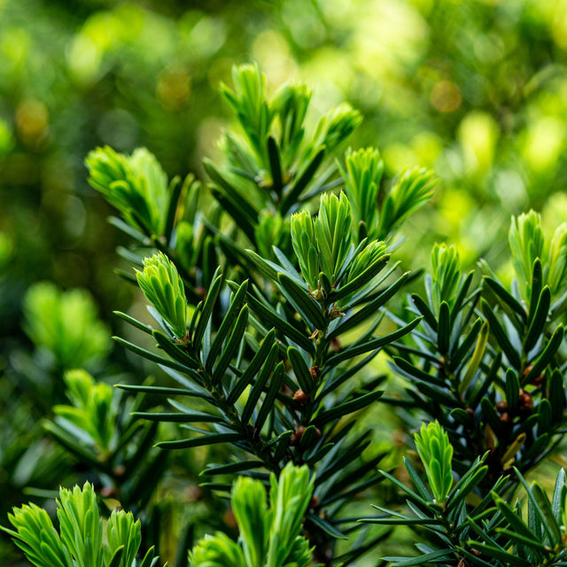 Japanese Yew Podocarpus foliage closeup