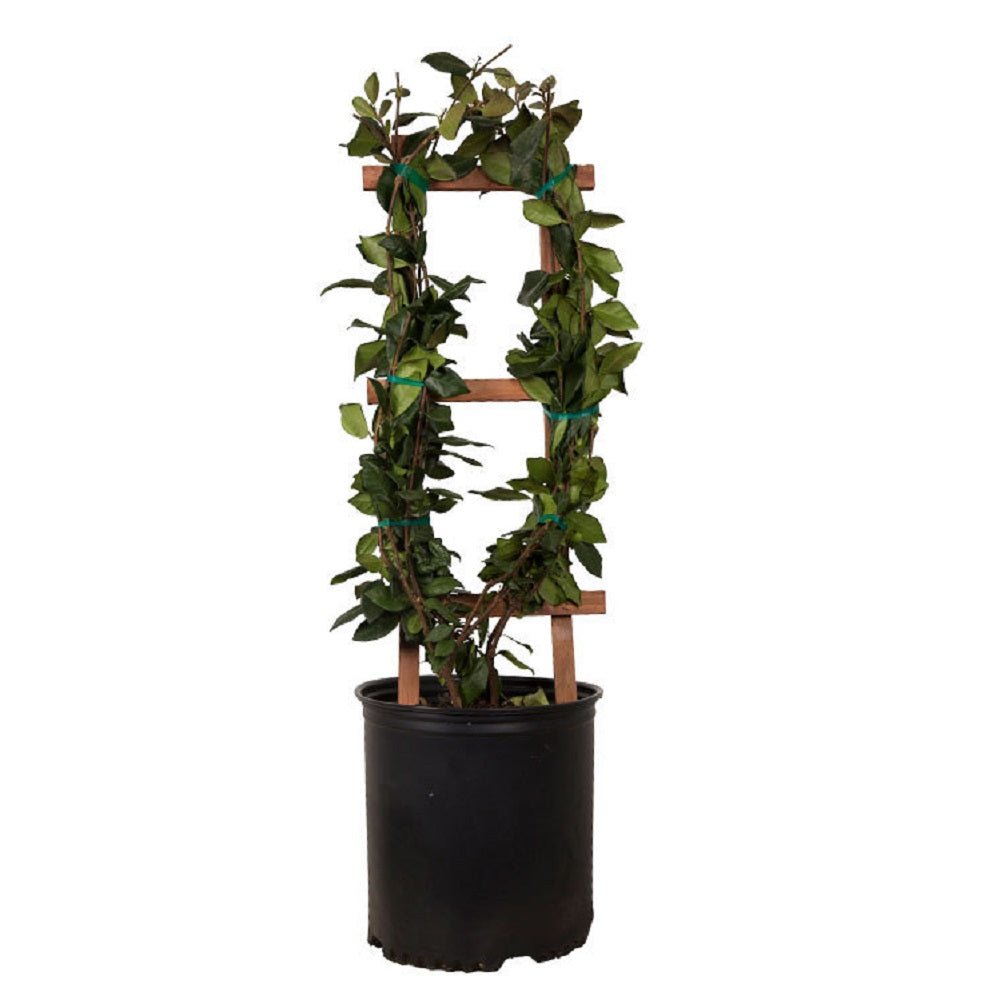 Potted star jasmine plant with a wooden trellis on a white background