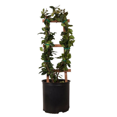 Potted star jasmine plant with a wooden trellis on a white background