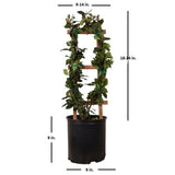 climbing jasmine plant on a wood trellis with dimensions on a white background