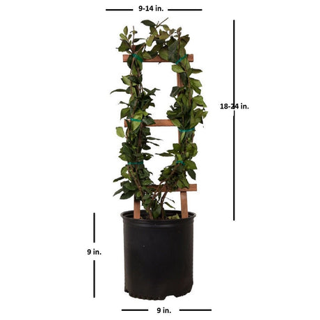 climbing jasmine plant on a wood trellis with dimensions on a white background