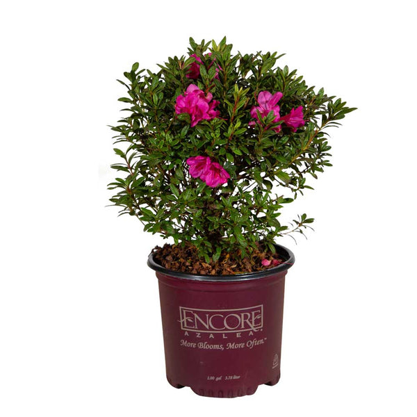 Autumn Jewel Encore Azalea | Shop Online – Plants by Mail