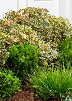 Juliet Cleyera landscape buy online