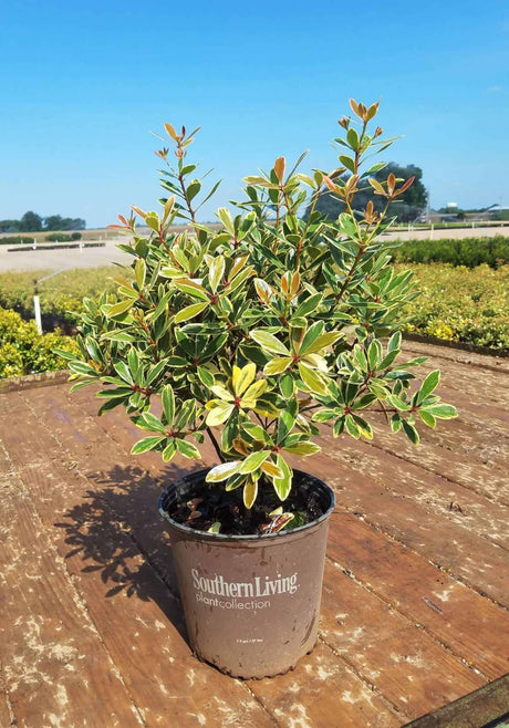 Juliet Cleyera bold variegated foliage