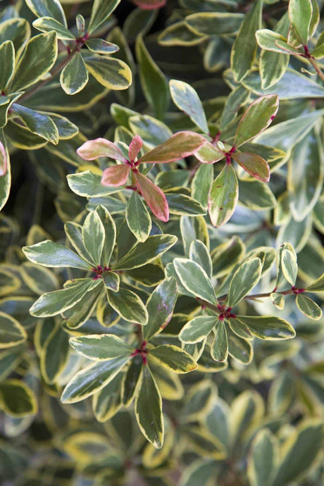 Juliet Cleyera Foliage