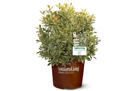 Juliet Cleyera pot