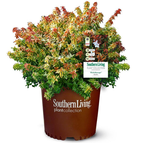 Shop Plants by Category | Order Plants Online  Plants by Mail