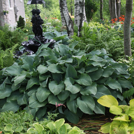 Krossa Regal Hosta foliage in shade garden landscape
