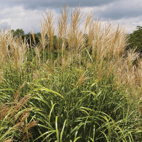 maiden grass golden yellow plumes