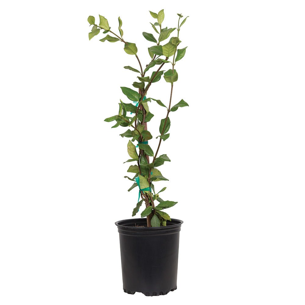 Star Jasmine - Large Leaf Fragrant Jasmine Vine