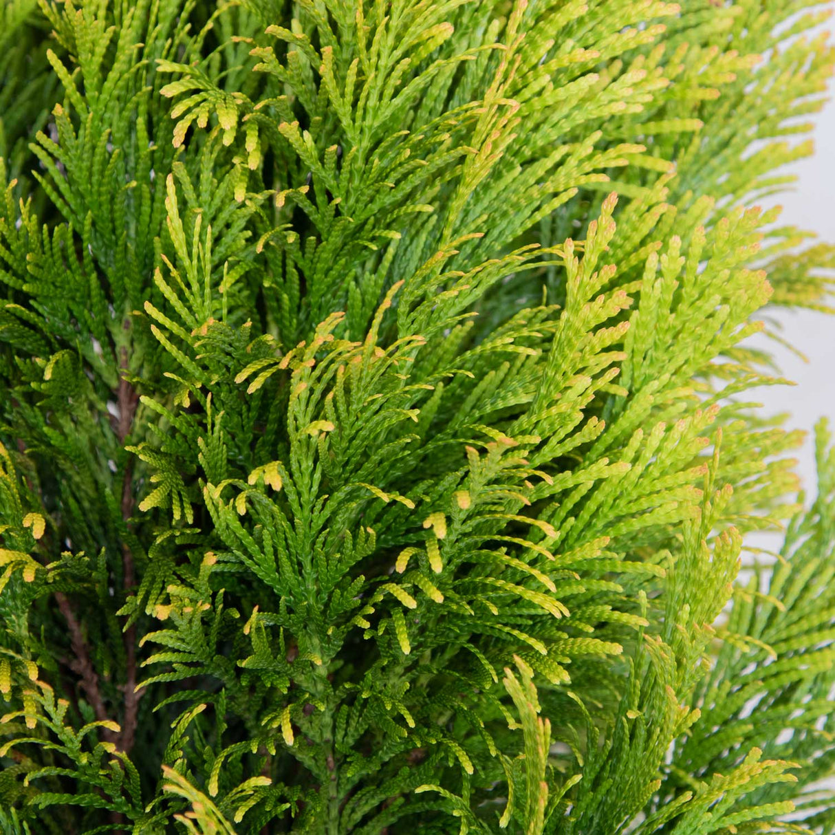 Forever Goldy Arborvitae