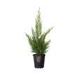 leyland cypress tree for sale with green foliage in a black nursery pot on a white background - 2.5 Quart 