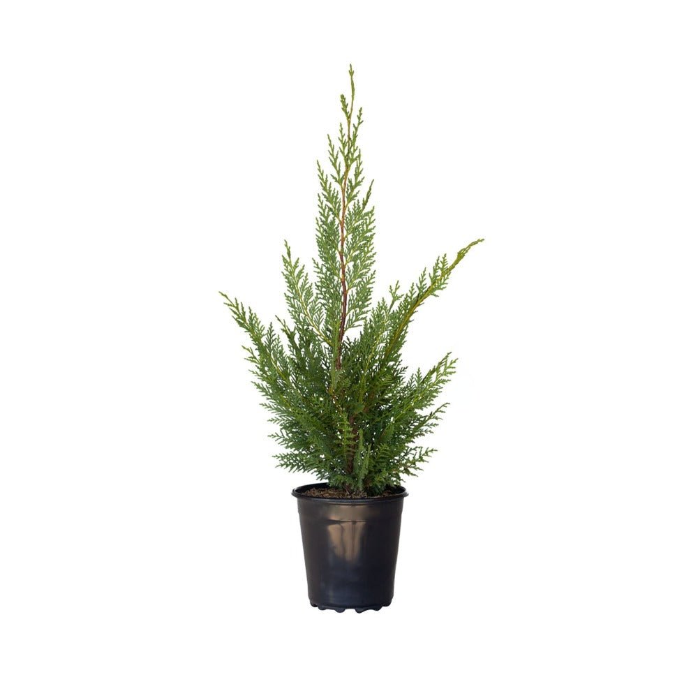 leyland cypress tree for sale with green foliage in a black nursery pot on a white background - 2.5 Quart 