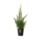 leyland cypress tree for sale with green foliage in a black nursery pot on a white background - 2.5 Quart 