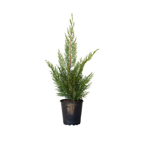 leyland cypress tree for sale with green foliage in a black nursery pot on a white background - 2.5 Quart 