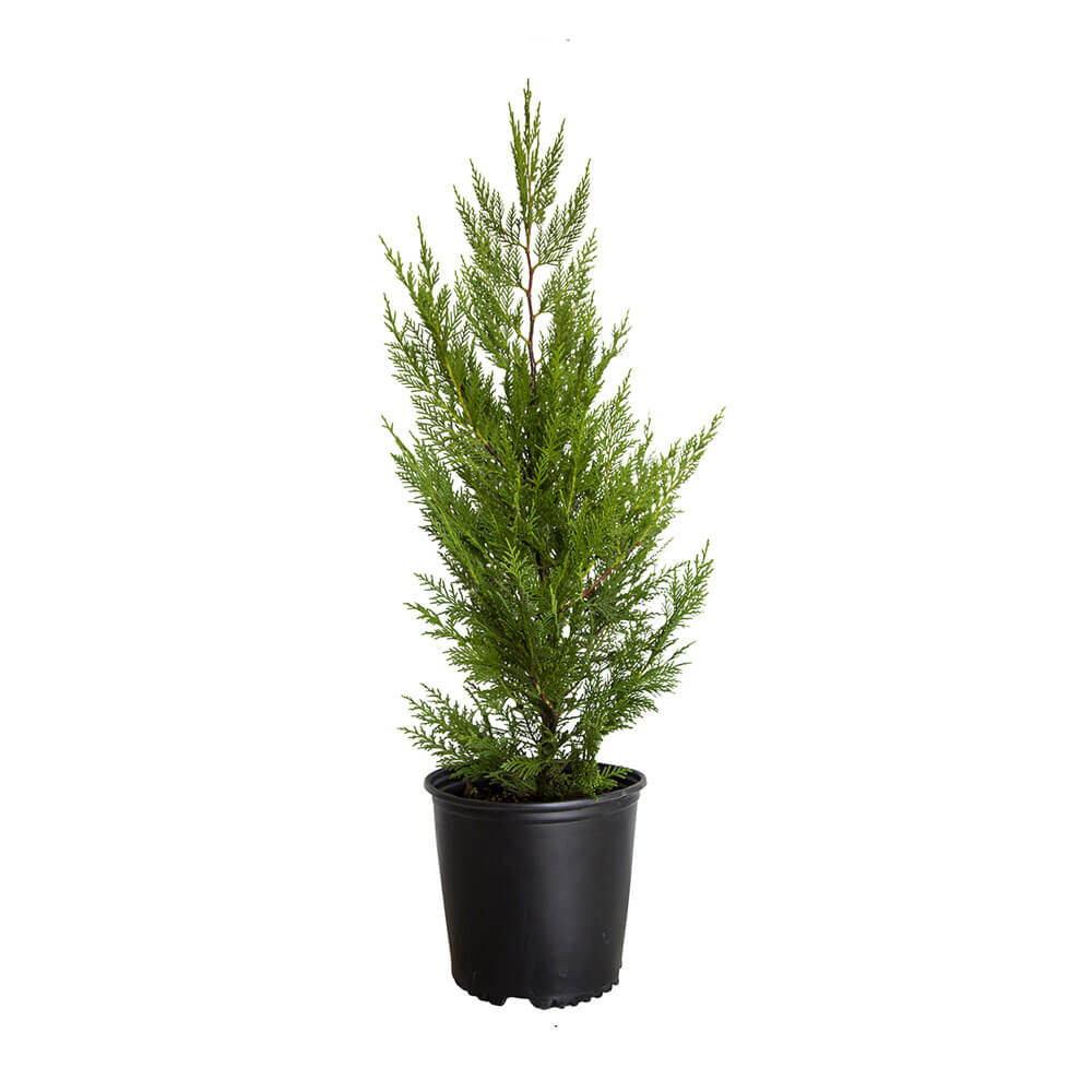 leyland cypress for sale privacy tree with green leyland cyprus tree in a black nursery pot on a white 2.5 Gallon background.