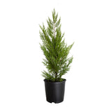leyland cypress for sale privacy tree with green leyland cyprus tree in a black nursery pot on a white 2.5 Gallon background.