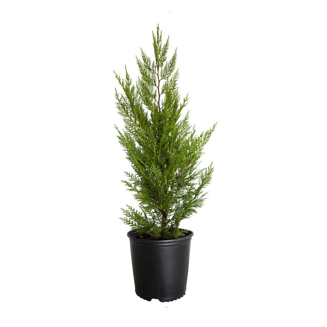 leyland cypress for sale privacy tree with green leyland cyprus tree in a black nursery pot on a white 2.5 Gallon background.