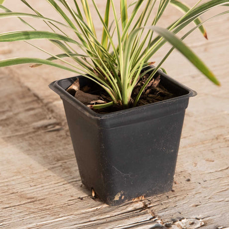 variegated liriope plant for sale edging sidewalks