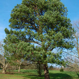 loblolly pine for sale planted in the landscape