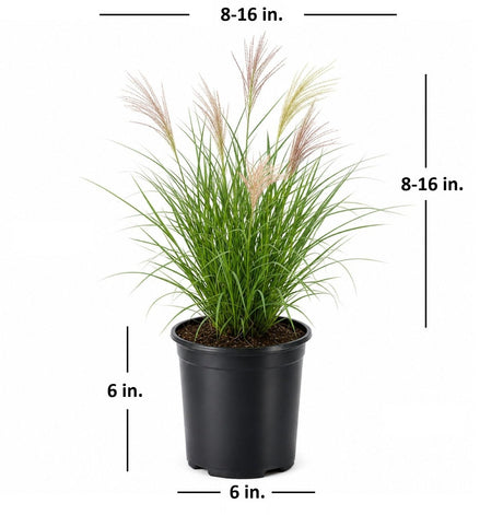 A potted ornamental Maiden grass plant shown on a white background with dimension lines and text indicating a height of 8-16 inches and a width of 6-8 inches, plus a 6-inch pot diameter.