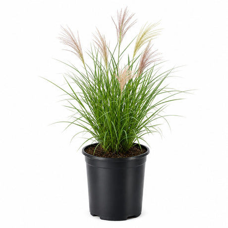 A potted ornamental Japanese Silver Grass, Maiden grass plant with long green blades and feathery tan-brown seed heads, shown in a black nursery pot on a plain white background.