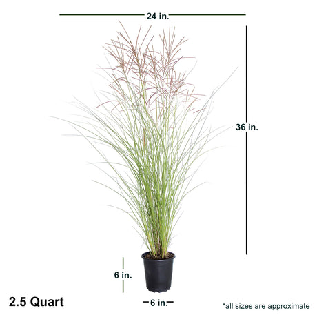 2.5 Quart Maiden Grass for sale with shipped product dimensions. Approx 36 inches by 24 inches