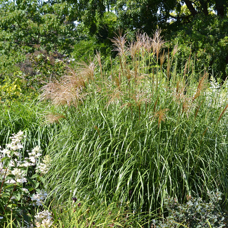 Tall Japnese Silver Grass with some tan flower plumes in a natural setting