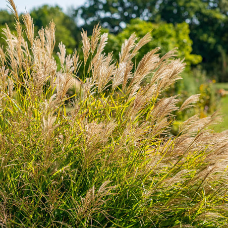 Tall Maiden grasses swaying in a field with trees in the background in a full sun landscape
