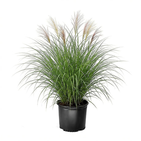 A potted ornamental Maiden grass plant with long green blades and feathery tan-brown seed heads, shown in a black nursery pot on a plain white background.