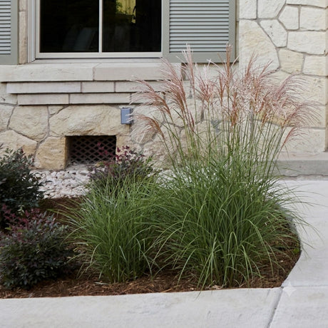 Ornamental Maiden grasses with green and pinkish-brown foliage planted in a landscaped garden bed beside a stone house exterior.