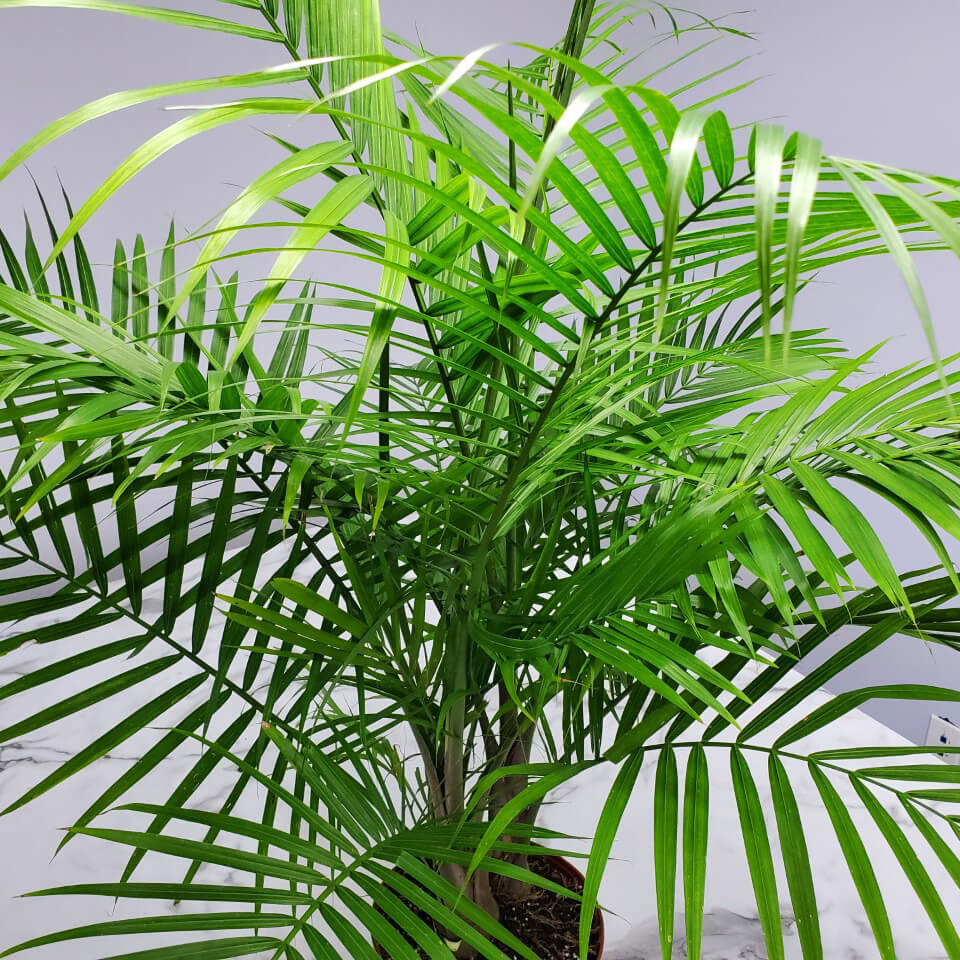 buy palm plant Majesty Palm Shrub - Tropical Indoor Palm