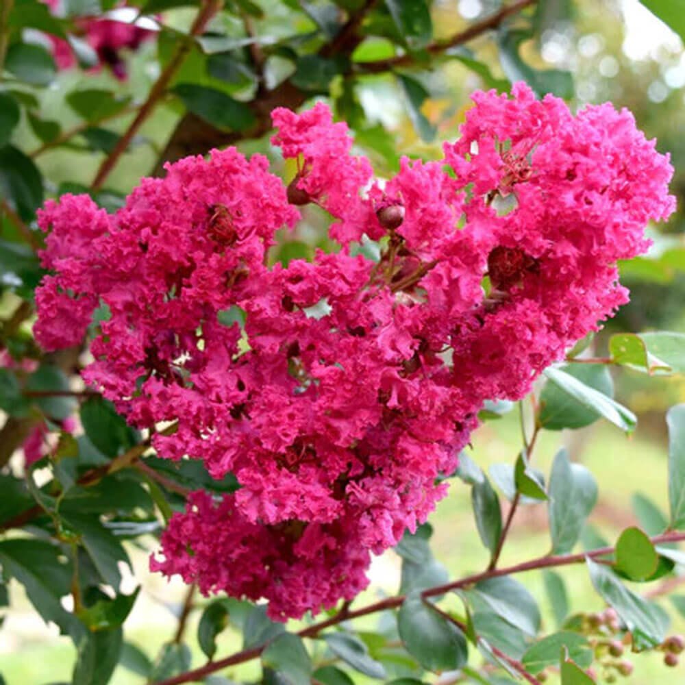 crepe myrtle herbicide Miami Crepe Myrtle