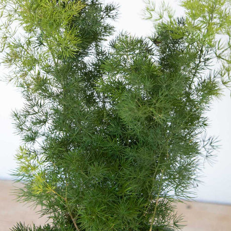 Chinese fern Asparagus macowanii/retrofractus light and dark green foliage