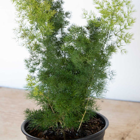 Asparagus Fern light green and dark green foliage