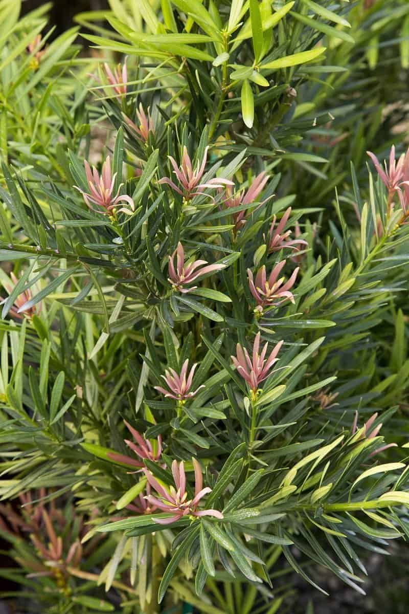 mood ring podocarpus foliage