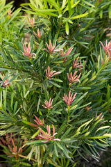 mood ring podocarpus foliage