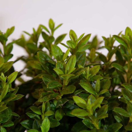 Encore Azalea evergreen autumn moonlight foliage