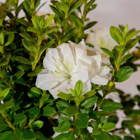 large white encore moonlight azalea