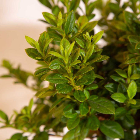 evergreen foliage with a fuzzy appearance encore azalea