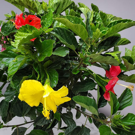 Yellow Hibiscus flowers and Pink Hibiscus Flowerswith yellow center surrounded by large green leaves