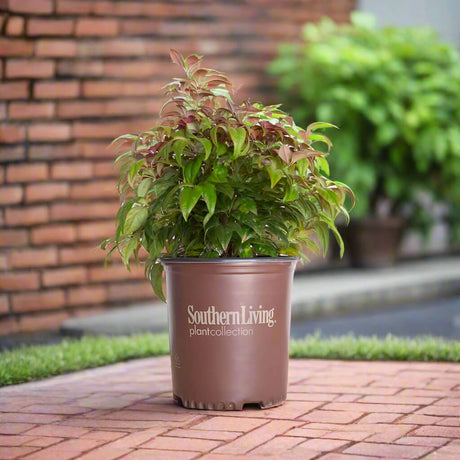 Southern Living Plant BLush Pink Nandina sitting on a brick patio in a garden waiting to be planted in the landscape