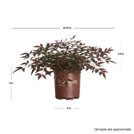 Potted flirt nandina plant with dimensions labeled on a white background