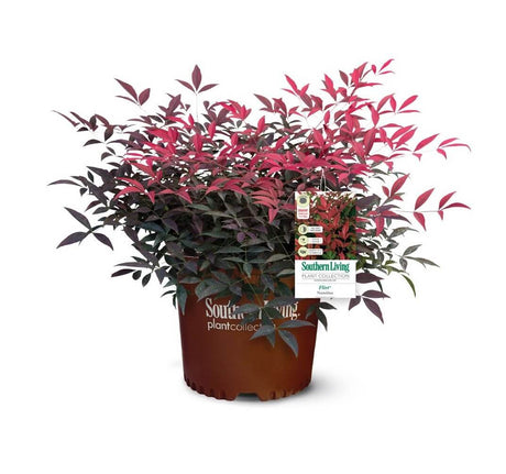 Potted Flirt Nandina plant with red and green leaves on a white background